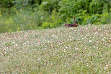 Chipmunk jumping, running, in the air, over a field of white clover.