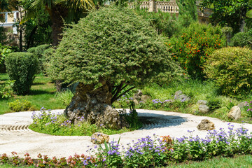Landscape architecture with elements of Japanese style and unique Japanese plants in the Russian-Japanese Friendship Garden in Sochi. Public park on Kurortny Prospekt
