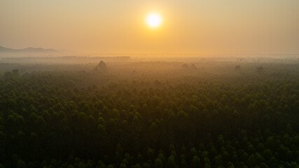 Sunrise amid nature, beautiful forest, good weather, Thailand