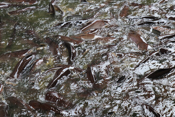 Many fish in the water. Freshwater fishing