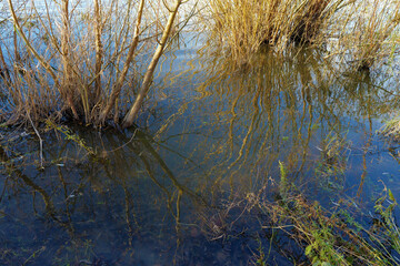 Végétation bord de Loire à Blois