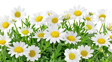 Obraz premium A fresh cluster of pure white daisies with prominent yellow centers set against a lush green background of leaves