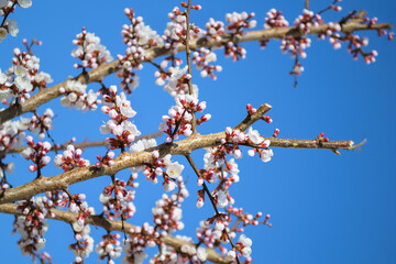 A branch of a cherry tree with many unopened white flowers