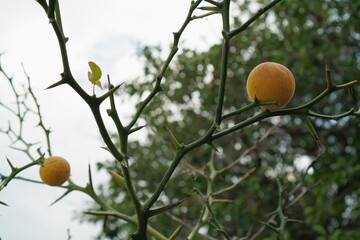 神社境内の棘のある枸橘