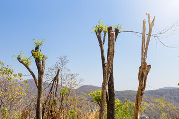 Topped tree with clear blue sky, forest with tree topping in north of Thailand