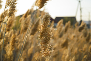 The top of a fluffy dry reed in the wind in the rays of the evening sun