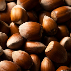 Raw hazelnuts in shells, agricultural harvest, protein food ingredients
- 748037505