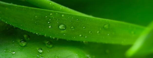 Natural background of green leaf with droplets. 