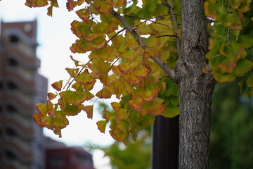 色づき始めた街路樹のイチョウと街並み