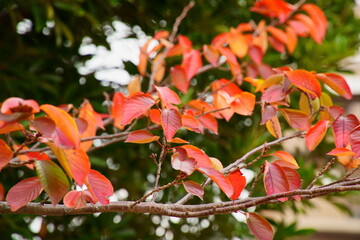 鮮やかな真紅に染まる公園の木々
