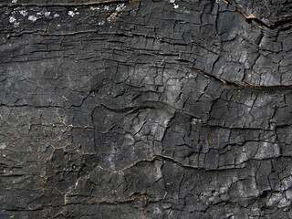 The surface of an old burnt log, burnt, cracked surface creates an atmospheric, unique abstract picture