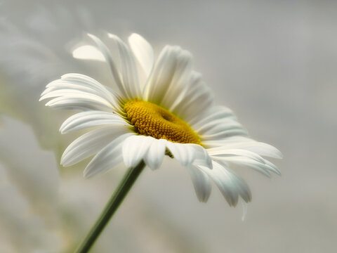Beautiful summer daisy flower, white petals and yellow core, beautiful and symmetrical flower shape, simple summer still life