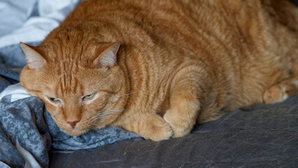 Beloved, beautiful, no longer young, my cat. © J.M.C. Foto