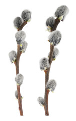 Pussy willow branches isolated on white background - obrazy, fototapety, plakaty