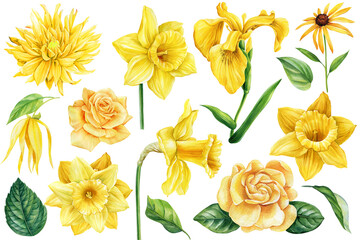 Yellow flowers. Set of botanical drawings on a white isolated background. Watercolor dahlias, rose, iris, daffodil