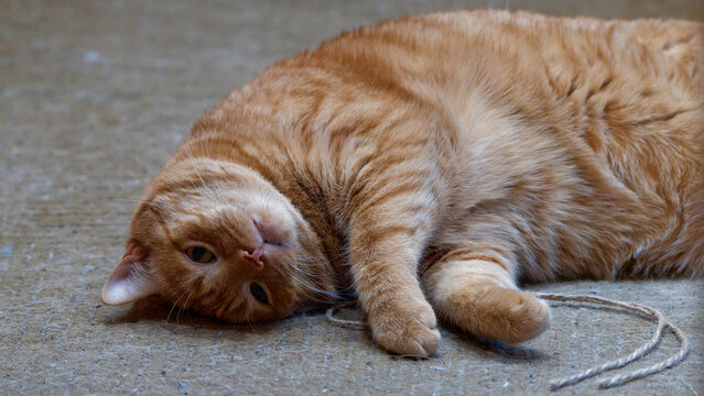 Beloved, beautiful, no longer young, my cat.
