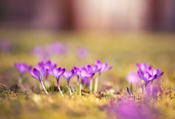 Wiosenne kwiaty. Fioletowe Krokusy na łące.