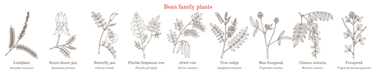 Bean family plants. (Fabaceae, Leguminosae or Papilionaceae). - obrazy, fototapety, plakaty