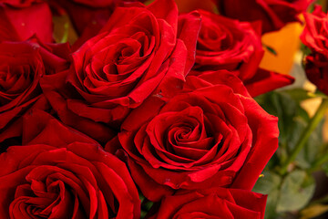 Bouquet of fresh roses, flower bright background. Close up.