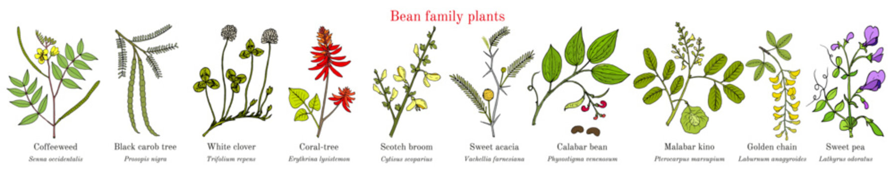 Bean family plants. (Fabaceae, Leguminosae or Papilionaceae).