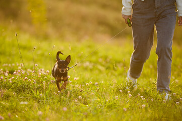 Professional dog walker walks a smooth-haired Russian Toy Terrier on a leash in a park along the...