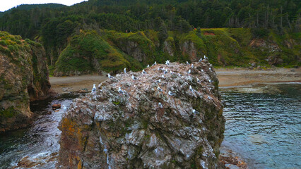 Naklejka na ściany i meble Top view of cliff with flock of seagulls. Clip. Wild coast with marine fauna on rocks in sea. Flocks of seagulls on sea rocks off coast of wild island