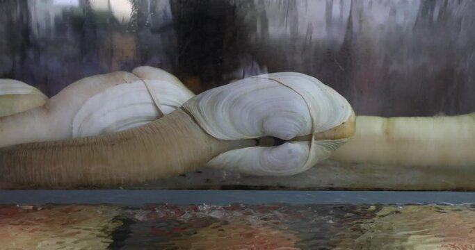 Live geoduck for cooking in the restaurant's aquarium. An Asian delicacy dish