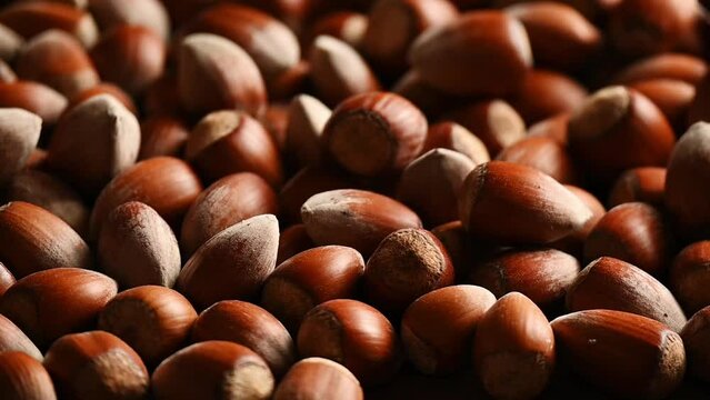 Raw hazelnuts in shells, agricultural harvest, protein food ingredients
