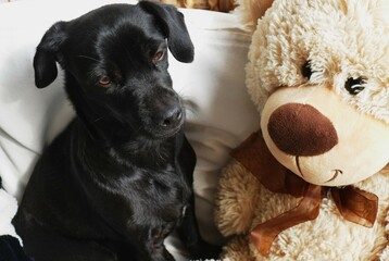 Cute puppy dog and teddy bear toy