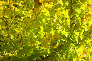 少しずつ黄色に染まり始める街路樹のイチョウ