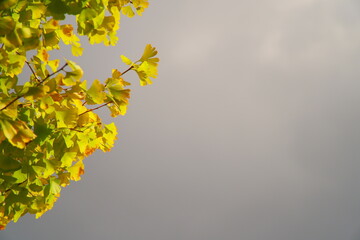 【コピースペース】黄色と緑が混じったギンナン