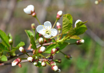 white flower with buds and green leaf on the branch close up