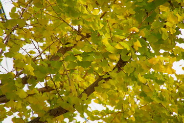 鮮やかな黄色に染まる街路樹のイチョウ