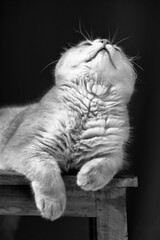 portrait of a Scottish fold cat