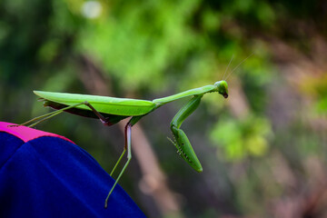 green praying mantis