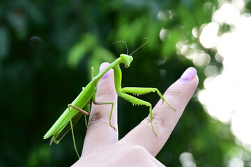 green praying mantis