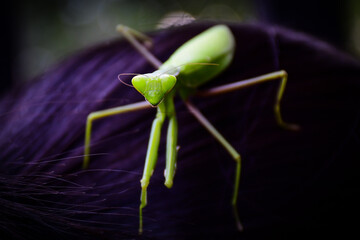 green praying mantis