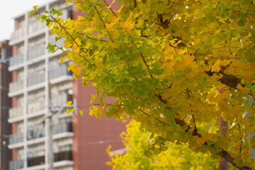 鮮やかな黄色に染まる街路樹のイチョウとマンション