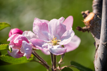 Fototapeta na wymiar Close-up of pink cherry blossoms near Frauenstein - Germany in the Rheingau