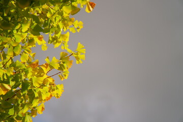 【コピースペース】黄色に染まり始めた銀杏の葉