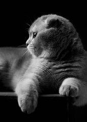 portrait of a Scottish fold cat