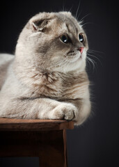 portrait of a Scottish fold cat