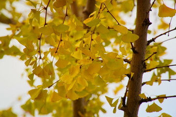 黄色に染まった銀杏の木と枝
