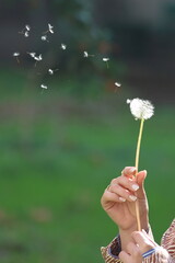 female hand holding a dandelion
