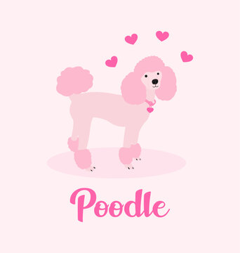Illustration of a cute poodle on a light pink background.