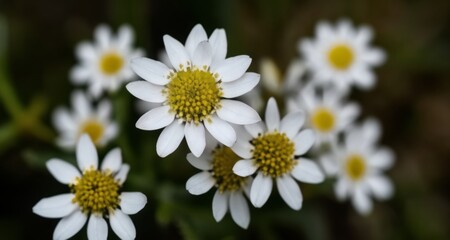 Fototapeta premium Blooming beauty - A cluster of pristine white daisies with vibrant yellow centers