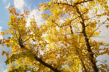 青空と黄色に染まった銀杏の木