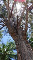 tree view from below with sun rays