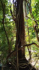 old tree vines in the forest