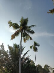 The coconut tree is a member of the palm tree family and the only living species of the genus Cocos.